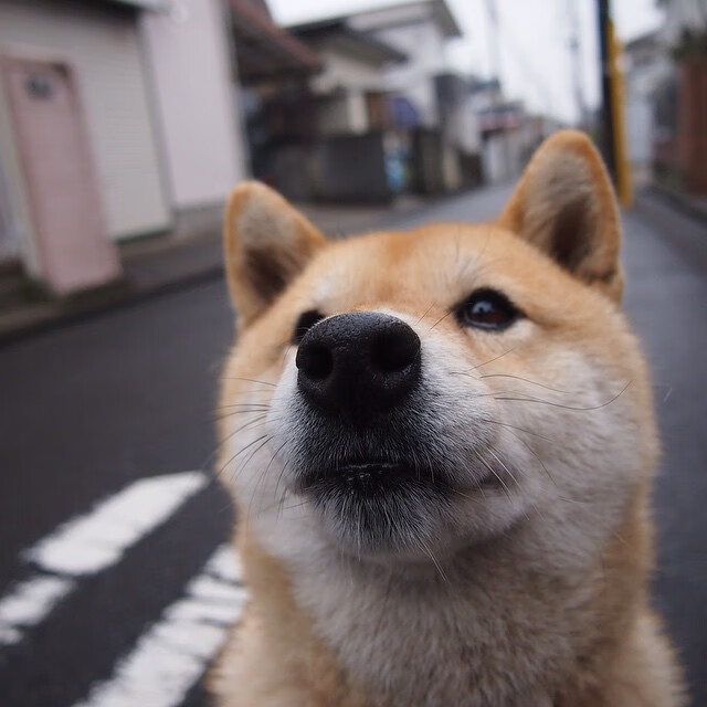 kaiyun-《中国篮球年鉴》正式出版，全面总结行业发展历程，中国篮球的成绩